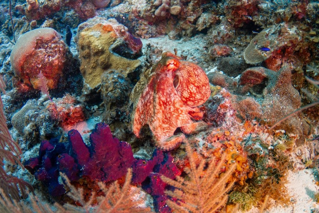 Coral in Caribbean