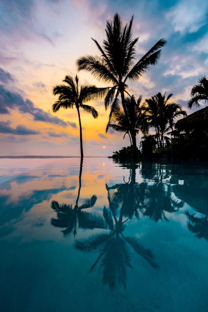 Palm tree in Hawaii