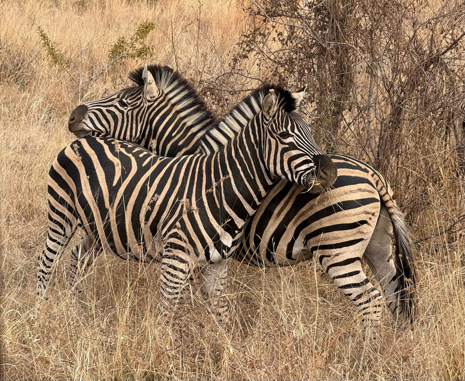 Two Zebra siblings in Pilanesberg National Park during our African Luxury Safari