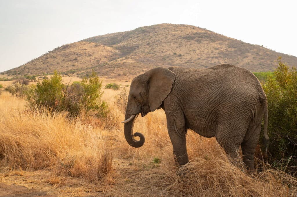Elephant in south African safari