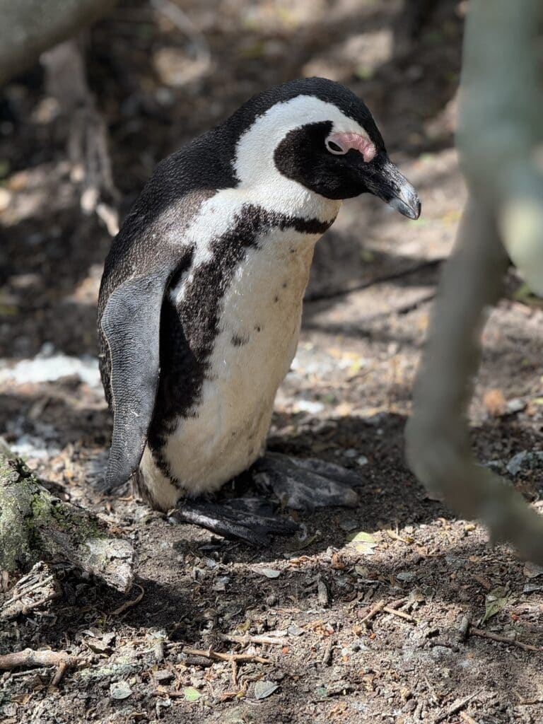 Close-up of an African penguin at Boulders Beach
