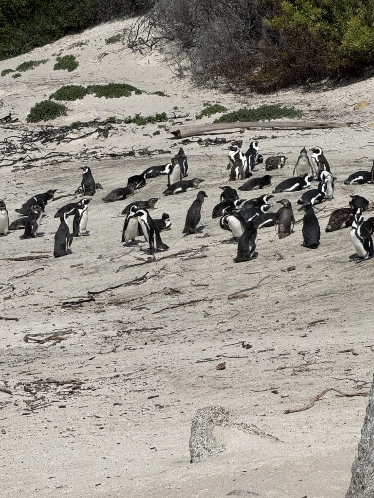 African penguin colony at Boulders Beach