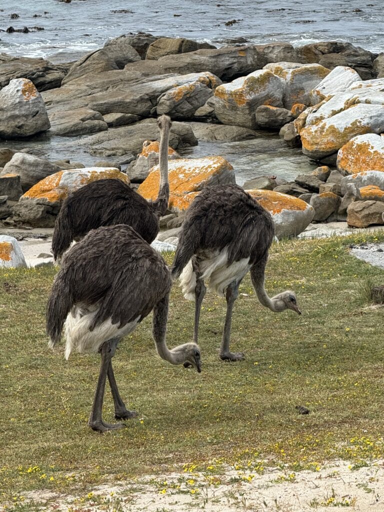 Ostriches roaming freely along the coast, showcasing wildlife encounters during luxury travel in Cape Town