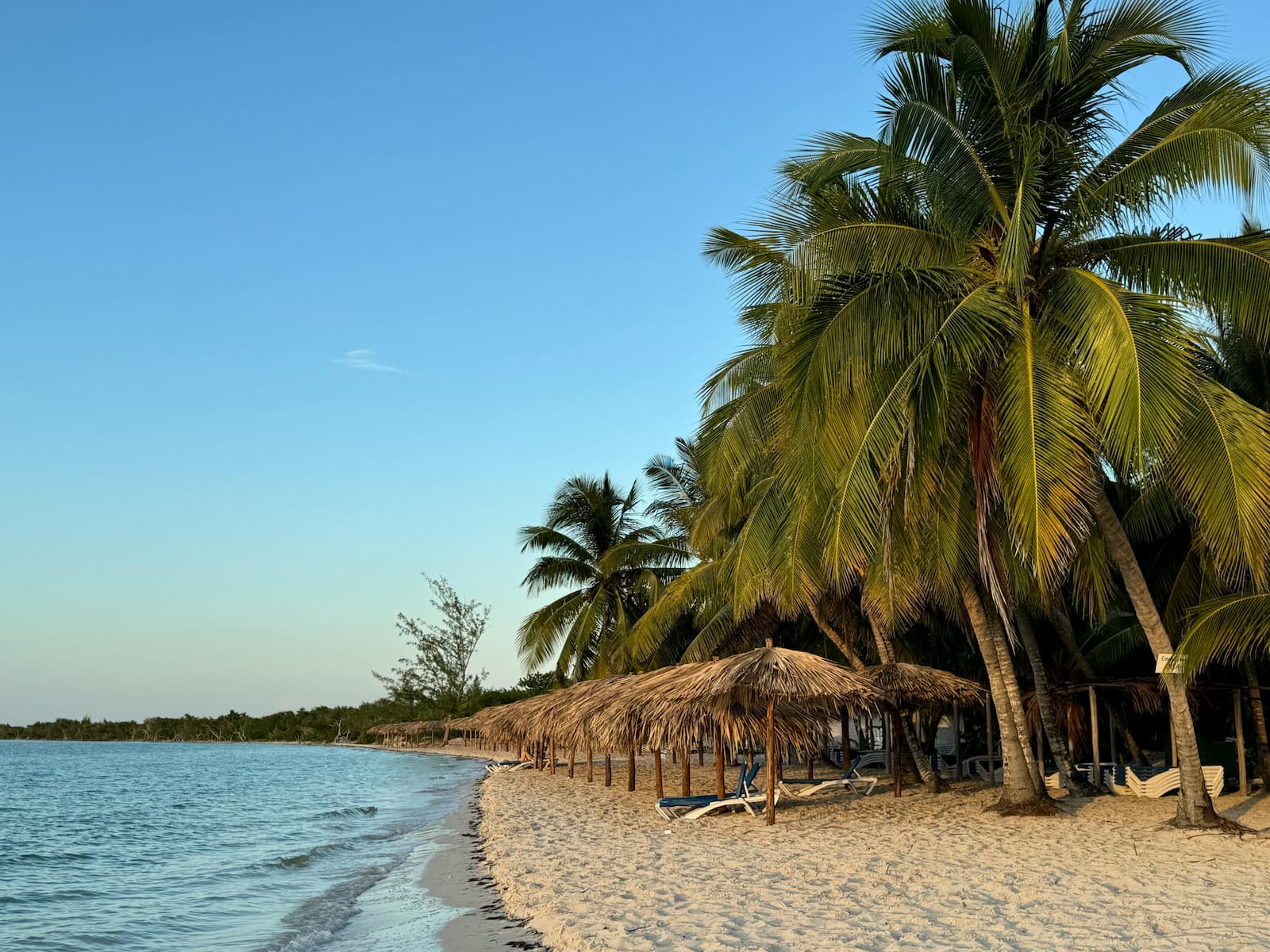 Scenic Caribbean Beach with Palm Trees